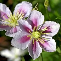 Klematis 'Piilu' Clematis Hybrid 'Piilu' Potte 2,0 Liter,- Opbundet 5 Klematis 'Piilu' Clematis Hybrid 'Piilu' Potte 2,0 Liter,- Opbundet -Plantetorvet p4708 48601 clematis hybrid piilu 8c4d