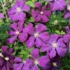Italiensk Skovranke 'Etoile Violette' Clematis Viticella 'Etoile Violette' Potte 5,0 Liter,- Opbundet 100-150 Cm.