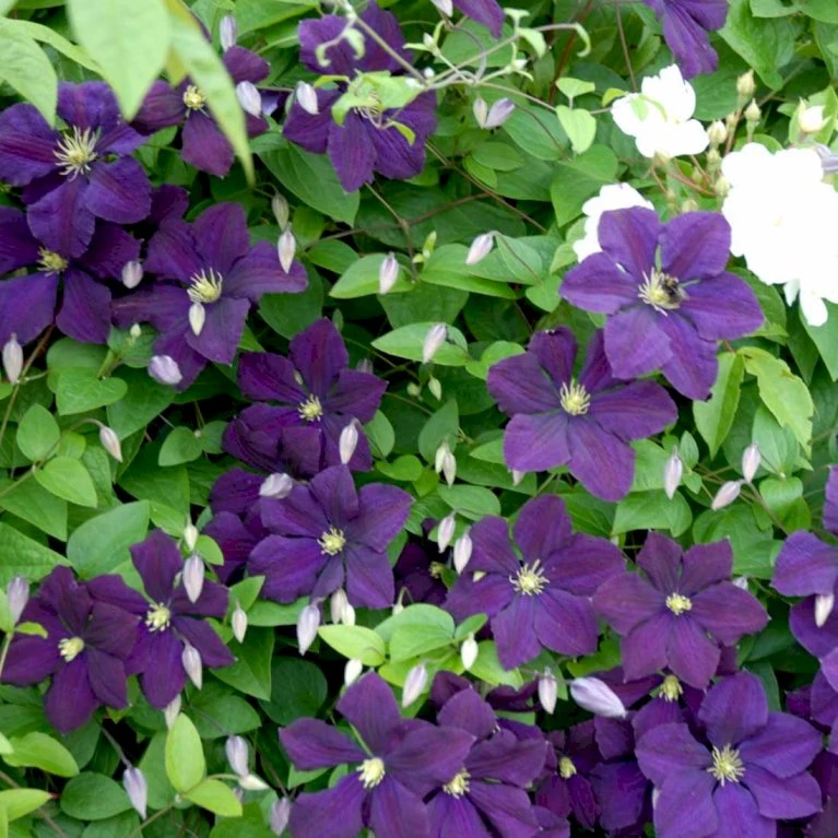Italiensk Skovranke 'Etoile Violette' Clematis Viticella 'Etoile Violette' Potte 5,0 liter,- Opbundet 100-150 cm. Italiensk Skovranke 'Etoile Violette' Clematis Viticella 'Etoile Violette' Potte 5,0 Liter,- Opbundet 100-150 Cm. -Plantetorvet p4718 48666 clematis viticella etoile violette 5026