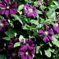 Italiensk Skovranke 'Etoile Violette' Clematis Viticella 'Etoile Violette' Potte 5,0 Liter,- Opbundet 100-150 Cm. 4 Italiensk Skovranke 'Etoile Violette' Clematis Viticella 'Etoile Violette' Potte 5,0 Liter,- Opbundet 100-150 Cm. -Plantetorvet p4718 48667 clematis viticella etoile violette 9146