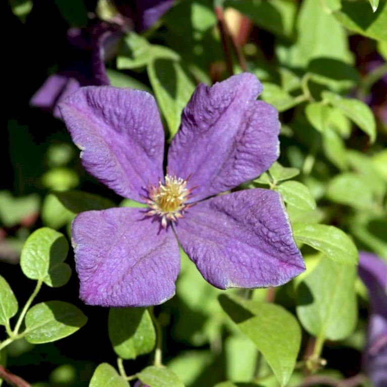 Italiensk Skovranke 'Polish Spirit' Clematis Viticella 'Polish Spirit' Potte 5,0 liter,- Opbundet 100-150 cm. Italiensk Skovranke 'Polish Spirit' Clematis Viticella 'Polish Spirit' Potte 5,0 Liter,- Opbundet 100-150 Cm. -Plantetorvet p4719 48674 clematis viticella polish spirit 2ded