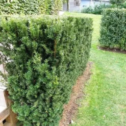 Taks 'Hillii' - Taxus Media 'Hillii' - Hækplanter 4 Taks 'Hillii' - Taxus Media 'Hillii' - Hækplanter -Plantetorvet p4819 30035 taxus media hillii 6e70