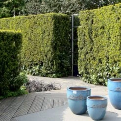 Taks 'Hillii' Taxus Media 'Hillii' Med Klump,- 100-120 Cm. 3 Taks 'Hillii' Taxus Media 'Hillii' Med Klump,- 100-120 Cm. -Plantetorvet p4819 30037 taxus media hillii f593 1