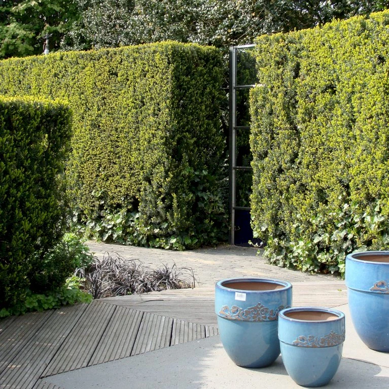 Taks 'Hillii' Taxus Media 'Hillii' Med klump,- 100-120 cm. Taks 'Hillii' Taxus Media 'Hillii' Med Klump,- 100-120 Cm. -Plantetorvet p4819 30037 taxus media hillii f593 1