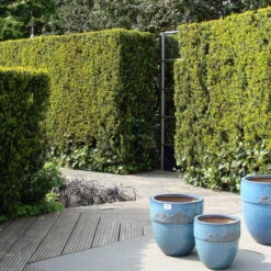 Taks 'Hillii' - Taxus Media 'Hillii' - Hækplanter