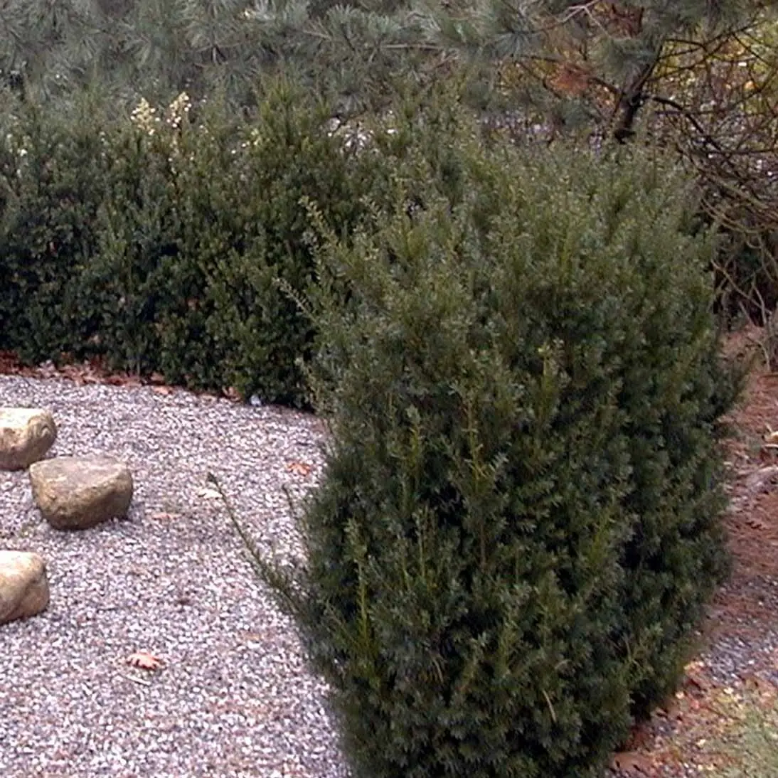 Taks 'Hillii' - Taxus media 'Hillii' - Hækplanter Taks 'Hillii' - Taxus Media 'Hillii' - Hækplanter -Plantetorvet p4819 52851 taxus media hillii 9c69