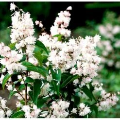 Stor Stjernetop 'Plena' Deutzia Scabra 'Plena' Potte 6,5 Liter 60-80 Cm. -Plantetorvet p4823 37524 deutzia scabra plena ff60