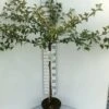 Japansk Paradisæble 'Tina' Malus Toringo 'Tina' Opstammet 80 Cm. 7,5 Liter Potte -Plantetorvet p4825 14530 malus toringo tina 4a80