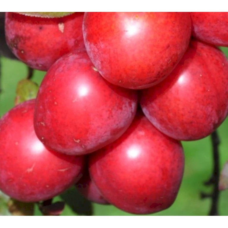 Storfrugtet Blodblomme 'Trailblazer' Prunus Cerasifera 'Trailblazer' Solitær busk 150-200 cm. - med klump Storfrugtet Blodblomme 'Trailblazer' Prunus Cerasifera 'Trailblazer' Solitær Busk 150-200 Cm. - Med Klump -Plantetorvet p4826 36710 prunus cerasifera trailblazer 355f