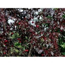 Storfrugtet Blodblomme 'Trailblazer' Prunus Cerasifera 'Trailblazer' Solitær Busk 150-200 Cm. - Med Klump 4 Storfrugtet Blodblomme 'Trailblazer' Prunus Cerasifera 'Trailblazer' Solitær Busk 150-200 Cm. - Med Klump -Plantetorvet p4826 36711 prunus cerasifera trailblazer 1edf