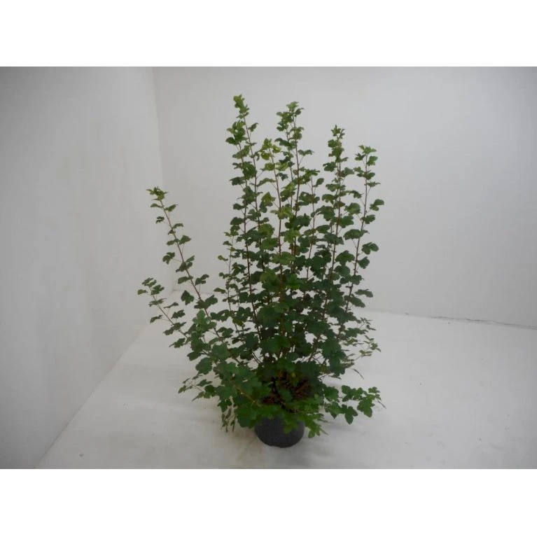 Blodribs 'King Edward VII' Ribes Sanguineum 'King Edward Vii' Potte 12 liter,- 100-125 cm. Blodribs 'King Edward VII' Ribes Sanguineum 'King Edward Vii' Potte 12 Liter,- 100-125 Cm. -Plantetorvet p4829 34705 ribes sanguineum king edward vii 68eb