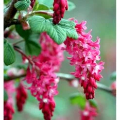 Blodribs 'King Edward VII' Ribes Sanguineum 'King Edward Vii' Potte 12 Liter,- 100-125 Cm. 4 Blodribs 'King Edward VII' Ribes Sanguineum 'King Edward Vii' Potte 12 Liter,- 100-125 Cm. -Plantetorvet p4829 37465 ribes sanguineum king edward vii d5fb