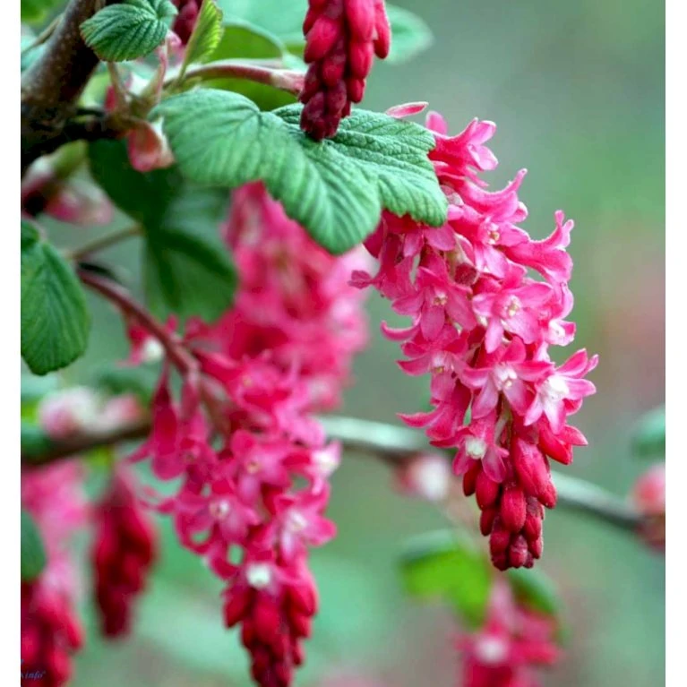 Blodribs 'King Edward VII' Ribes Sanguineum 'King Edward Vii' Potte 12 liter,- 100-125 cm. Blodribs 'King Edward VII' Ribes Sanguineum 'King Edward Vii' Potte 12 Liter,- 100-125 Cm. -Plantetorvet p4829 37465 ribes sanguineum king edward vii d5fb