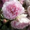 'Elysée'™ Rosa X 'Elysée'™ (Slotsrose) A-Kvalitet,- Barrods Roser Min. 3 Grene -Plantetorvet p4855 51782 rosa x elysee slotsrose 06fa