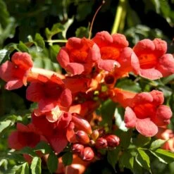 Almindelig Trompetblomst Campsis Radicans Potte 2,0 Liter,- Opbundet 60-100 Cm
