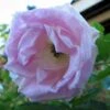 Rynket Rose 'Ritausma' Rosa Rugosa 'Ritausma' A-Kvalitet,- Barrods Roser Min. 3 Grene 1 Rynket Rose 'Ritausma' Rosa Rugosa 'Ritausma' A-Kvalitet,- Barrods Roser Min. 3 Grene -Plantetorvet p4921 53427 rosa rugosa ritausma dcc0