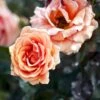 'Ashram'® Rosa X 'Ashram'® (Storblomstrende) A-Kvalitet,- Barrods Roser Min. 3 Grene 1 'Ashram'® Rosa X 'Ashram'® (Storblomstrende) A-Kvalitet,- Barrods Roser Min. 3 Grene -Plantetorvet p4922 51203 rosa x ashram storblomstrende d1a8