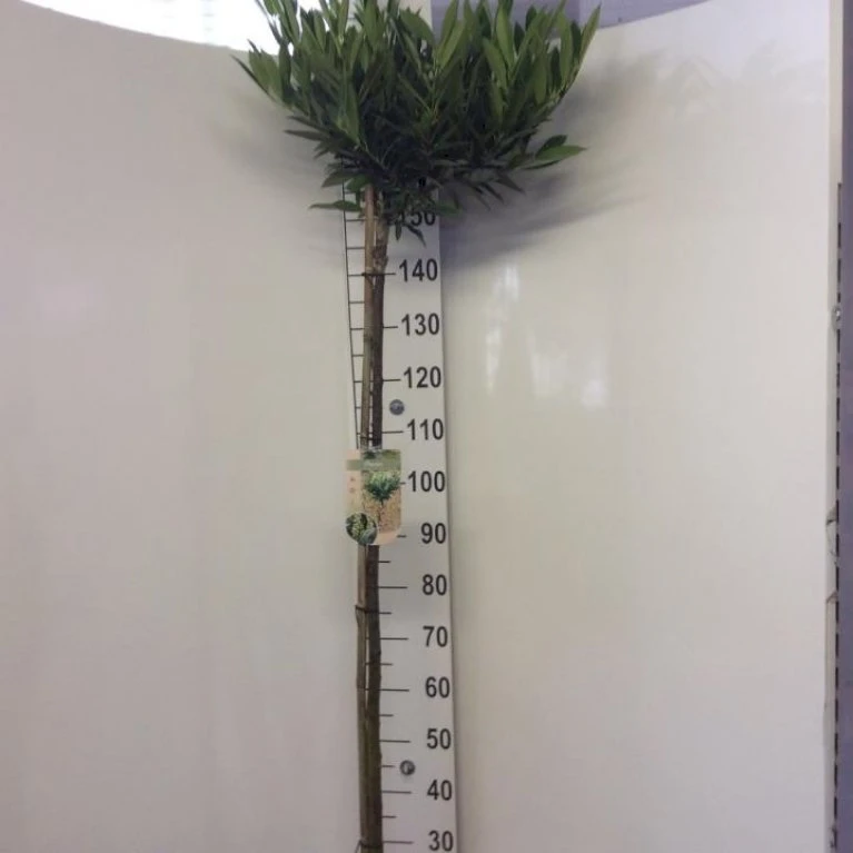 Kirsebærlaurbær 'Otto Luyken' Prunus Laurocerasus 'Otto Luyken' Opstammet 150 cm. 10 liter potte,- 2 års krone Kirsebærlaurbær 'Otto Luyken' Prunus Laurocerasus 'Otto Luyken' Opstammet 150 Cm. 10 Liter Potte,- 2 års Krone -Plantetorvet p4927 34548 prunus laurocerasus otto luyken cf6d