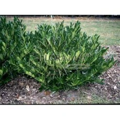 Kirsebærlaurbær 'Otto Luyken' Prunus Laurocerasus 'Otto Luyken' Opstammet 150 Cm. 10 Liter Potte,- 2 års Krone 4 Kirsebærlaurbær 'Otto Luyken' Prunus Laurocerasus 'Otto Luyken' Opstammet 150 Cm. 10 Liter Potte,- 2 års Krone -Plantetorvet p4927 3651 prunus laurocerasus otto luyken 01ea