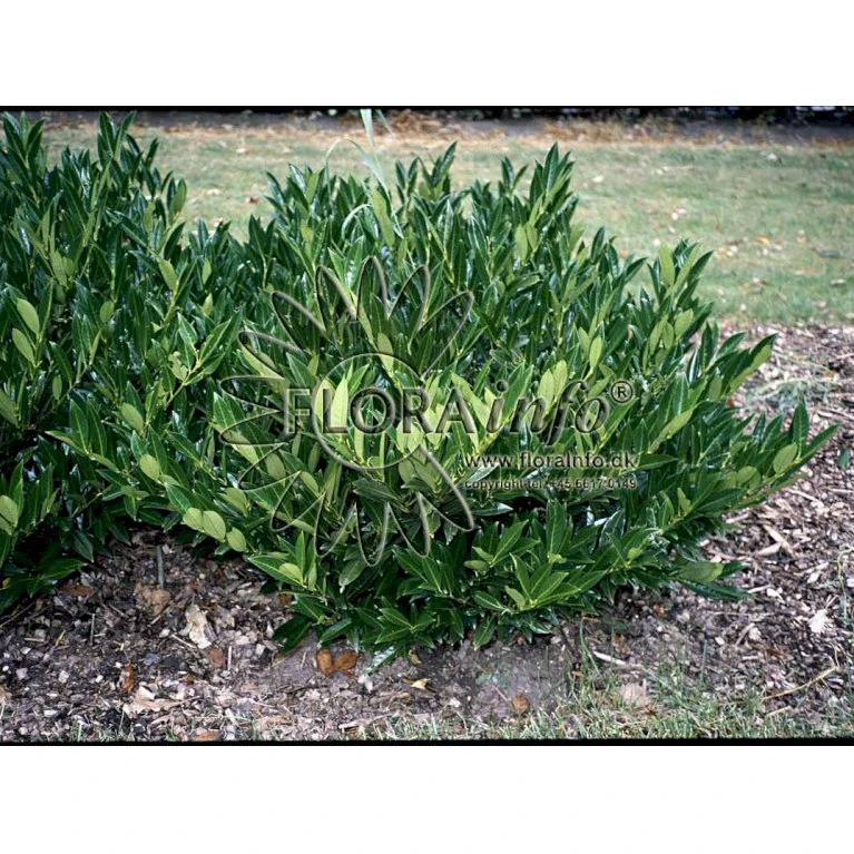 Kirsebærlaurbær 'Otto Luyken' Prunus Laurocerasus 'Otto Luyken' Opstammet 150 cm. 10 liter potte,- 2 års krone Kirsebærlaurbær 'Otto Luyken' Prunus Laurocerasus 'Otto Luyken' Opstammet 150 Cm. 10 Liter Potte,- 2 års Krone -Plantetorvet p4927 3651 prunus laurocerasus otto luyken 01ea
