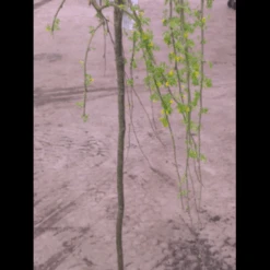 Hænge-Ærtetræ Caragana Arborescens 'Pendula' Opstammet 120 Cm. Med Potte