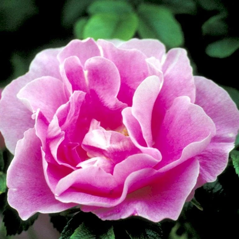 Rynket Rose 'Jens Munk' Rosa Rugosa 'Jens Munk' A-Kvalitet,- barrods roser min. 3 grene Rynket Rose 'Jens Munk' Rosa Rugosa 'Jens Munk' A-Kvalitet,- Barrods Roser Min. 3 Grene -Plantetorvet p4939 52274 rosa rugosa jens munk 13ac