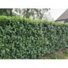 Kirsebærlaurbær 'Novita' - Prunus Laurocerasus 'Novita' - Hækplanter -Plantetorvet p4968 34079 prunus laurocerasus novita e0c8.jpeg