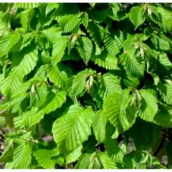 Nye udgivelser 11 Avnbøg Carpinus Betulus Heister 175-200 Cm. Med Potte