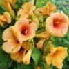 Trompetblomst 'Indian Summer'® Campsis X Tagliabuana 'Indian Summer'® Potte 2,0 Liter,- Opbundet 2 Trompetblomst 'Indian Summer'® Campsis X Tagliabuana 'Indian Summer'® Potte 2,0 Liter,- Opbundet -Plantetorvet p5008 50541 campsis x tagliabuana indian summer 9f7e