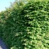 Avnbøg Carpinus Betulus Barrods,- 3 års (1/2) 100-125 Cm. Hækkvalitet. -Plantetorvet p500 54055 carpinus betulus 6eb3 1