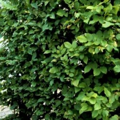 Avnbøg Carpinus Betulus Barrods,- 3 års (1/2) 100-125 Cm. Hækkvalitet. -Plantetorvet p500 54057 carpinus betulus 8ae9 1