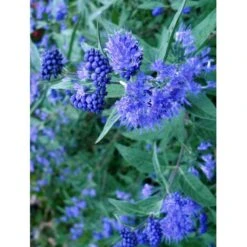 Blåskæg 'Kew Blue' Caryopteris Clandonensis 'Kew Blue' Potte 4,0 Liter,- 30-40 Cm. -Plantetorvet p504 7758 caryopteris clandonensis kew blue c925