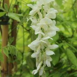 Kinesisk Blåregn 'Alba' Wisteria Sinensis 'Alba' Potte 2,0 Liter,- Opbundet 60-100 Cm