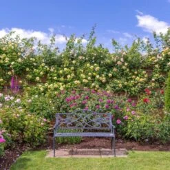 'The Pilgrim' Rosa X 'The Pilgrim' (Engelsk Rose) A-Kvalitet,- Barrods Roser Min. 3 Grene 5 'The Pilgrim' Rosa X 'The Pilgrim' (Engelsk Rose) A-Kvalitet,- Barrods Roser Min. 3 Grene -Plantetorvet p5135 53197 rosa x the pilgrim engelsk rose 0445