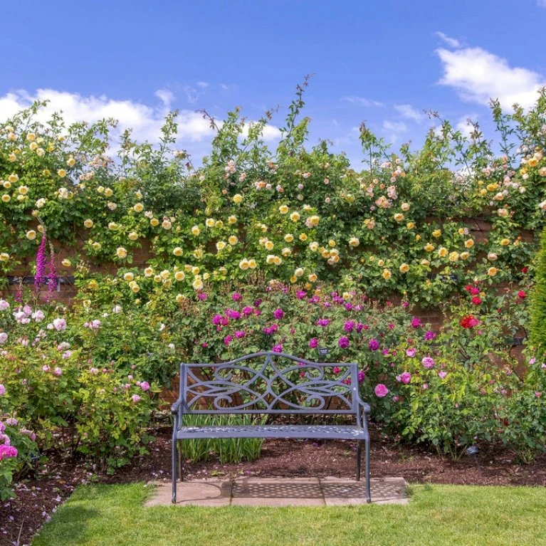 'The Pilgrim' Rosa X 'The Pilgrim' (Engelsk Rose) A-Kvalitet,- barrods roser min. 3 grene 'The Pilgrim' Rosa X 'The Pilgrim' (Engelsk Rose) A-Kvalitet,- Barrods Roser Min. 3 Grene -Plantetorvet p5135 53197 rosa x the pilgrim engelsk rose 0445