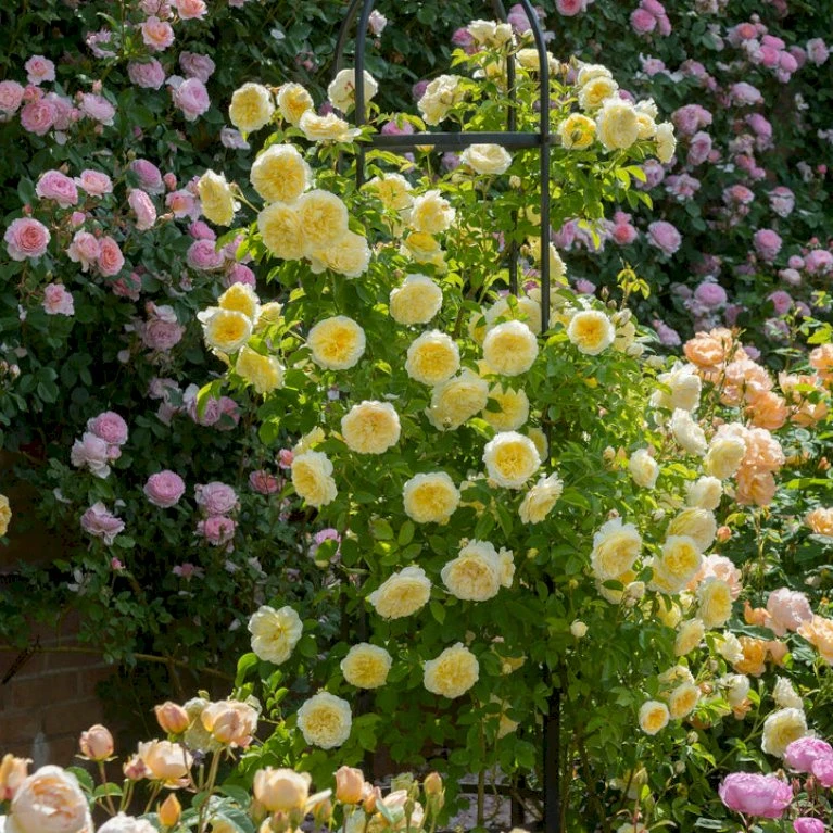 'The Pilgrim' Rosa X 'The Pilgrim' (Engelsk Rose) A-Kvalitet,- barrods roser min. 3 grene 'The Pilgrim' Rosa X 'The Pilgrim' (Engelsk Rose) A-Kvalitet,- Barrods Roser Min. 3 Grene -Plantetorvet p5135 53200 rosa x the pilgrim engelsk rose d903