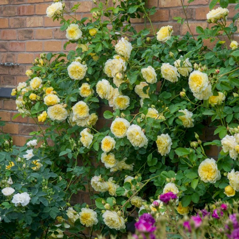 'The Pilgrim' Rosa X 'The Pilgrim' (Engelsk Rose) A-Kvalitet,- barrods roser min. 3 grene 'The Pilgrim' Rosa X 'The Pilgrim' (Engelsk Rose) A-Kvalitet,- Barrods Roser Min. 3 Grene -Plantetorvet p5135 53201 rosa x the pilgrim engelsk rose be87