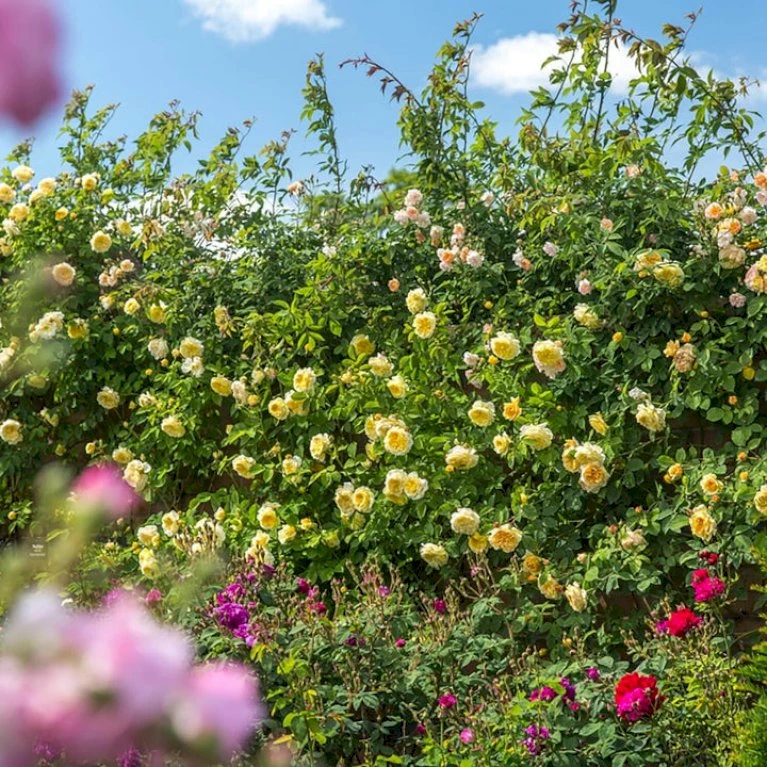 'The Pilgrim' Rosa X 'The Pilgrim' (Engelsk Rose) A-Kvalitet,- barrods roser min. 3 grene 'The Pilgrim' Rosa X 'The Pilgrim' (Engelsk Rose) A-Kvalitet,- Barrods Roser Min. 3 Grene -Plantetorvet p5135 53205 rosa x the pilgrim engelsk rose e7d7