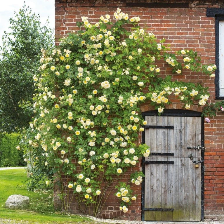 'The Pilgrim' Rosa X 'The Pilgrim' (Engelsk Rose) A-Kvalitet,- barrods roser min. 3 grene 'The Pilgrim' Rosa X 'The Pilgrim' (Engelsk Rose) A-Kvalitet,- Barrods Roser Min. 3 Grene -Plantetorvet p5135 53206 rosa x the pilgrim engelsk rose d818