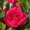 'Avila'™ Rosa X 'Avila'™ (Slotsrose) A-Kvalitet,- Barrods Roser Min. 3 Grene -Plantetorvet p5158 51881 rosa x avila slotsrose 7ea6