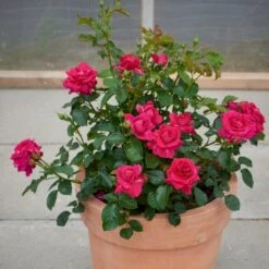 'Avila'™ Rosa X 'Avila'™ (Slotsrose) A-Kvalitet,- Barrods Roser Min. 3 Grene 4 'Avila'™ Rosa X 'Avila'™ (Slotsrose) A-Kvalitet,- Barrods Roser Min. 3 Grene -Plantetorvet p5158 51882 rosa x avila slotsrose 515d