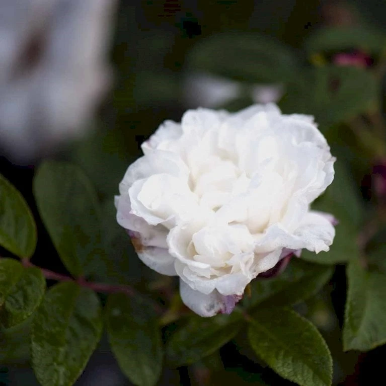 Rynket Rose 'Louise Bugnet' Rosa Rugosa 'Louise Bugnet' A-Kvalitet,- barrods roser min. 3 grene Rynket Rose 'Louise Bugnet' Rosa Rugosa 'Louise Bugnet' A-Kvalitet,- Barrods Roser Min. 3 Grene -Plantetorvet p5234 52276 rosa rugosa louise bugnet 514f