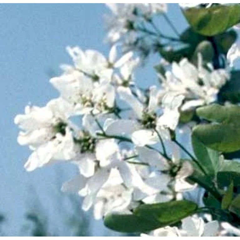 Rundbladet Bærmispel Amelanchier Rotundifolia Potte 7,5 liter 125-150 cm. Rundbladet Bærmispel Amelanchier Rotundifolia Potte 7,5 Liter 125-150 Cm. -Plantetorvet p5246 41335 amelanchier rotundifolia 3217