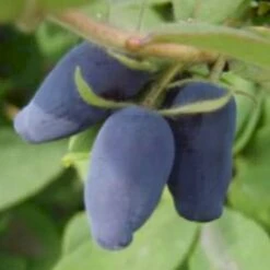 Majbær/Honningbær Lonicera Kamtschatica Potte 2,0 Liter,- Opbundet -Plantetorvet p5255 48758 lonicera kamtschatica 54b7