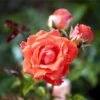 'Prinsesse Marie' Rosa X 'Prinsesse Marie' (Storblomstrende) A-Kvalitet,- Barrods Roser Min. 3 Grene 2 'Prinsesse Marie' Rosa X 'Prinsesse Marie' (Storblomstrende) A-Kvalitet,- Barrods Roser Min. 3 Grene -Plantetorvet p5265 51361 rosa x prinsesse marie storblomstrende e673