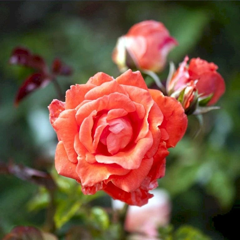 'Prinsesse Marie' Rosa X 'Prinsesse Marie' (Storblomstrende) A-Kvalitet,- barrods roser min. 3 grene 'Prinsesse Marie' Rosa X 'Prinsesse Marie' (Storblomstrende) A-Kvalitet,- Barrods Roser Min. 3 Grene -Plantetorvet p5265 51361 rosa x prinsesse marie storblomstrende e673