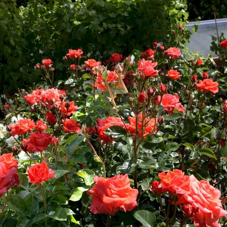 'Prinsesse Marie' Rosa X 'Prinsesse Marie' (Storblomstrende) A-Kvalitet,- barrods roser min. 3 grene 'Prinsesse Marie' Rosa X 'Prinsesse Marie' (Storblomstrende) A-Kvalitet,- Barrods Roser Min. 3 Grene -Plantetorvet p5265 51363 rosa x prinsesse marie storblomstrende 237e