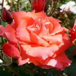 'Prinsesse Marie' Rosa X 'Prinsesse Marie' (Storblomstrende) A-Kvalitet,- Barrods Roser Min. 3 Grene 6 'Prinsesse Marie' Rosa X 'Prinsesse Marie' (Storblomstrende) A-Kvalitet,- Barrods Roser Min. 3 Grene -Plantetorvet p5265 51364 rosa x prinsesse marie storblomstrende e0ff