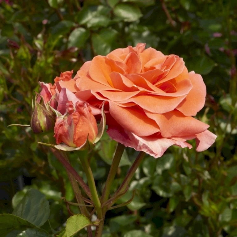 'Prinsesse Marie' Rosa X 'Prinsesse Marie' (Storblomstrende) A-Kvalitet,- barrods roser min. 3 grene 'Prinsesse Marie' Rosa X 'Prinsesse Marie' (Storblomstrende) A-Kvalitet,- Barrods Roser Min. 3 Grene -Plantetorvet p5265 51365 rosa x prinsesse marie storblomstrende d85f