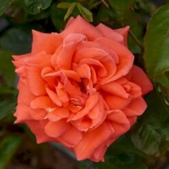'Prinsesse Marie' Rosa X 'Prinsesse Marie' (Storblomstrende) A-Kvalitet,- Barrods Roser Min. 3 Grene 8 'Prinsesse Marie' Rosa X 'Prinsesse Marie' (Storblomstrende) A-Kvalitet,- Barrods Roser Min. 3 Grene -Plantetorvet p5265 51366 rosa x prinsesse marie storblomstrende 9cc1